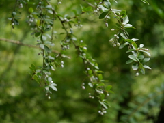 Berberis aristata