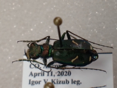 Cicindela purpurea audubonii