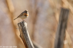 Prunella rubeculoides