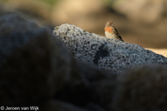 Prunella rubeculoides