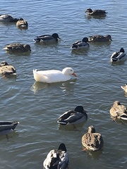 Anas platyrhynchos domesticus