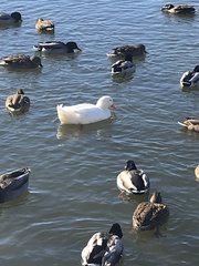 Anas platyrhynchos domesticus