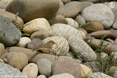 Phylloscopus sindianus