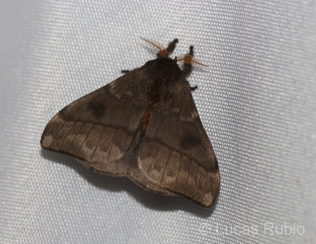 Hylesia nigricans