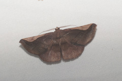 Sphacelodes quadrilineata