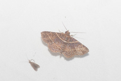 Antiblemma phaedra