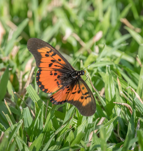 Falcate Acraea