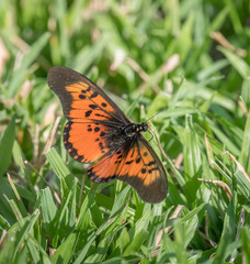 Acraea perenna