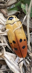 Conognatha excellens