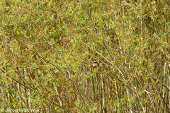 Carpodacus rhodochlamys