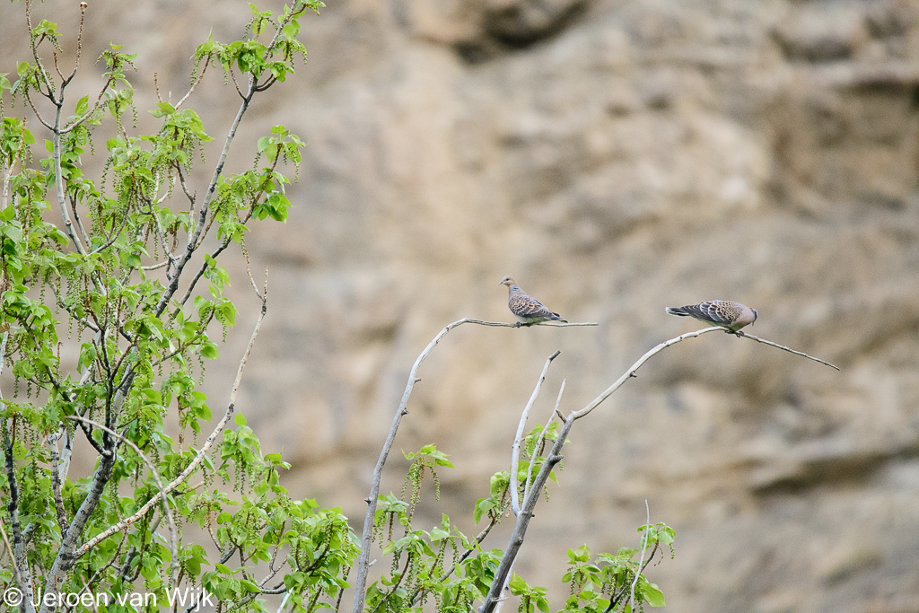 Laughing Dove