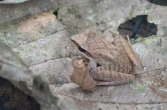 Craugastor longirostris