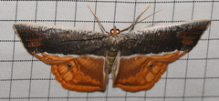 Opisthoxia branickiaria