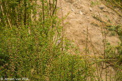 Curruca curruca althaea