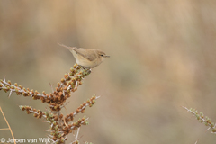 Phylloscopus sindianus