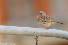 Prunella rubeculoides
