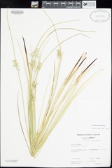Juncus pylaei