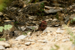 Carpodacus rhodochlamys