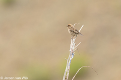 Leucosticte nemoricola