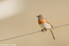 Prunella rubeculoides