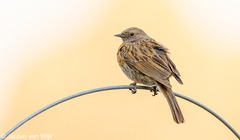 Prunella rubeculoides