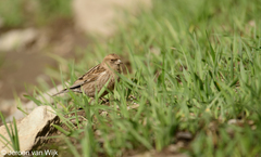 Leucosticte nemoricola