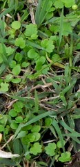 Cymbalaria muralis