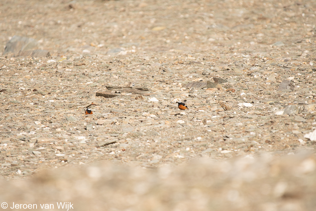 White-winged Redstart