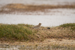 Calandrella acutirostris