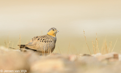 Syrrhaptes tibetanus