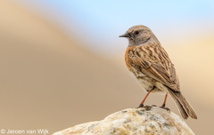 Prunella rubeculoides