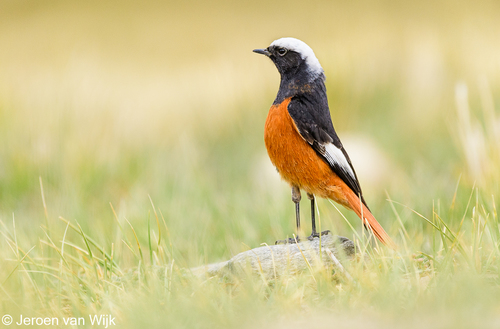 White-winged Redstart, Leh (Ladakh), Jammu and Kashmir, India, photo 7 of 10