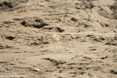 Calandrella acutirostris