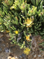 Malephora crocea
