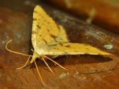 Macaria amboflava