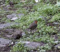 Erithacus rubecula rubecula