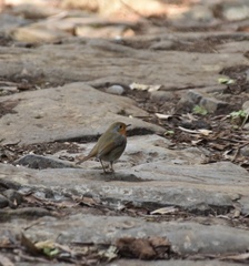 Erithacus rubecula rubecula