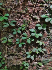 Mansoa parvifolia