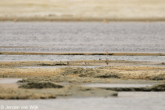 Calidris minuta