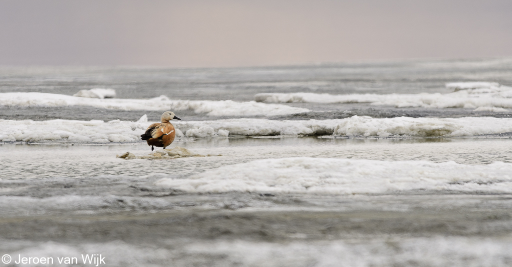 Common Shelduck