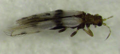 Parthenothrips dracaenae
