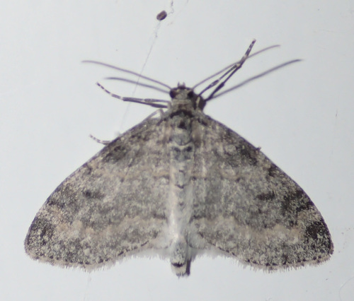 Powdered Bigwing Moth photo 3