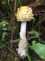 Amanita muscaria formosa