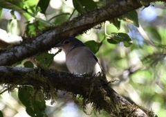 Fringilla coelebs ombriosa