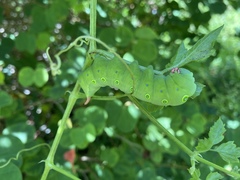 Theretra indistincta