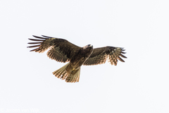 Buteo refectus