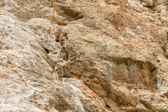 Ptyonoprogne rupestris