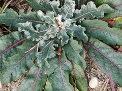 Verbascum gnaphalodes