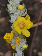Verbascum gnaphalodes