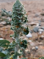 Verbascum gnaphalodes
